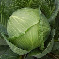 Cabbage, Green