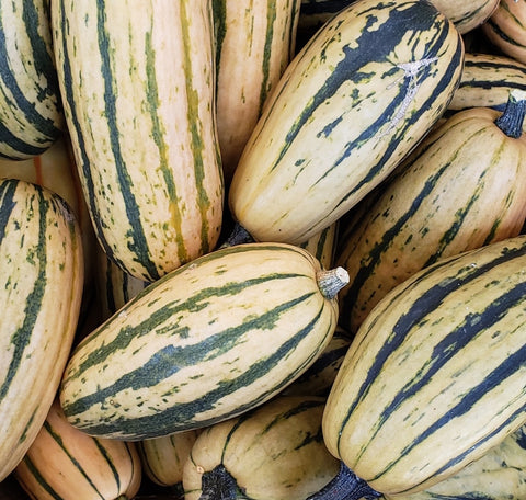 Squash, Delicata