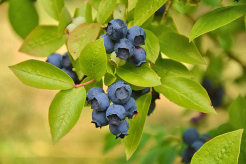 Blueberries, 1 lb Frozen