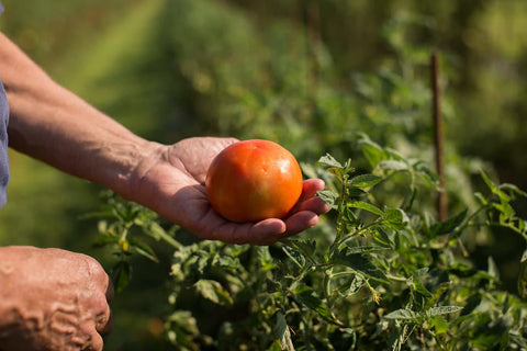 Tomatoes, Red