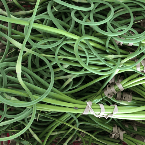 Garlic, Scapes