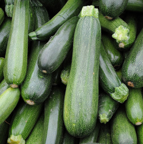 Squash, Green Zucchini