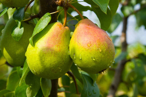 Pears, Organic Sweet