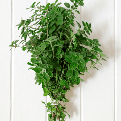 Fresh Herbs, Oregano