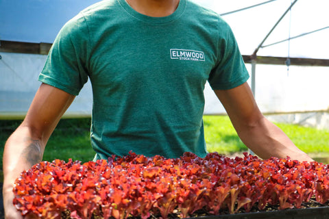 Elmwood Stock Farm T-Shirt