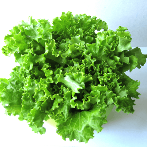 Lettuce, Fresh