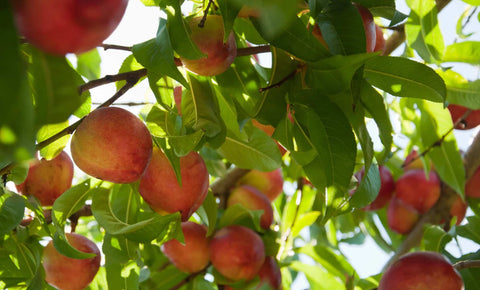 Nectarines, Organic