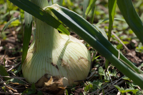 Onions, Sweet Candy