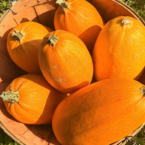 Squash, Orangetti