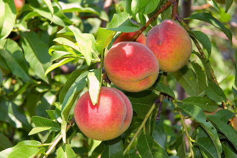 Peaches, Organic – 3 lb