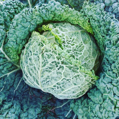 Cabbage, Savoy