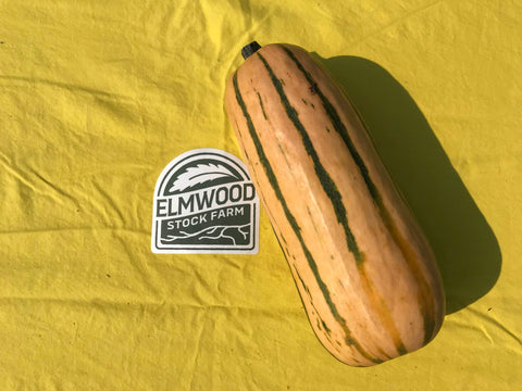 Squash, Delicata