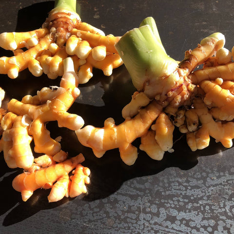 Turmeric, Fresh