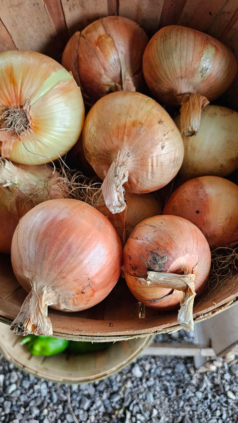 Onions, Sweet Candy