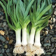 Leeks, Baby