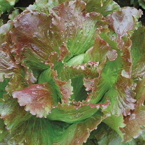 Lettuce, Fresh